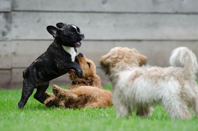 Dogs are playing