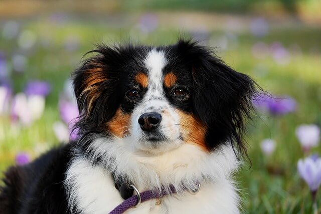 Bella's solo picture with flowers on the background