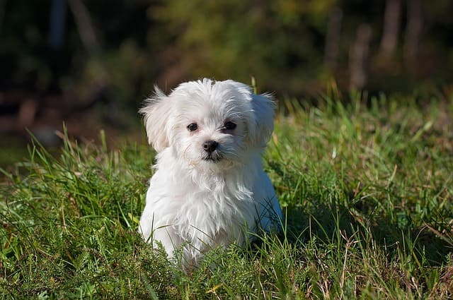 Luna's solo picture on the grass