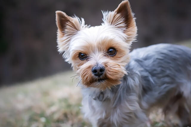 Rocky's solo picture with blur background