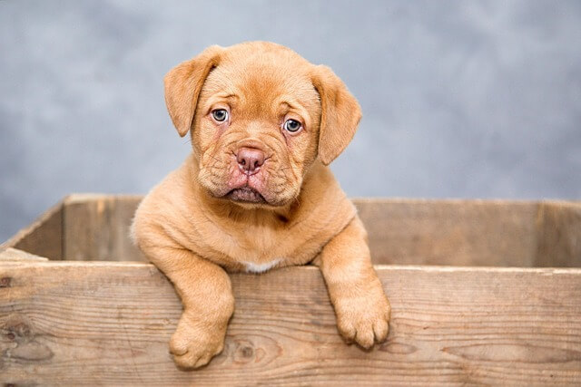 Daisy's solo picture inside a wooden box